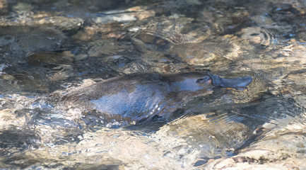 Platypus swimming in a remote creek in Tasmania , Australia.