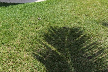 Shadows of palm trees on the seychelles