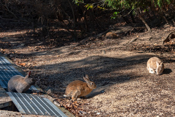 Cute wild rabbits on Okunoshima Island in sunny weaher, as known as the 