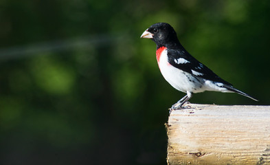 Rose Breasted Grossbeak perches waiting for food.