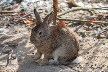 Naklejka na ściany i meble Close-up brown rabbit in sunny day