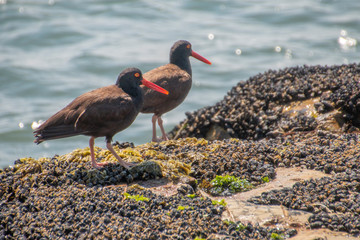 birds on beach
