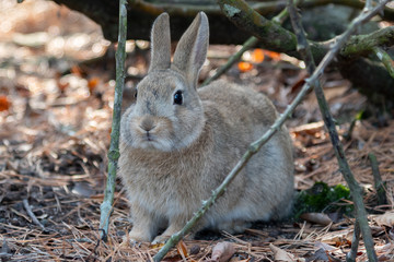 Close-up gray rabbit in sunny day on Okunoshima Island, as known as the 