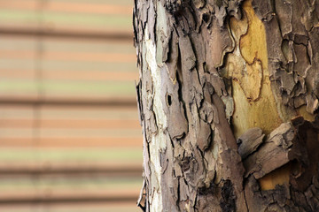 Bark of tree, close up detail with unfocused background
