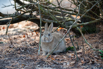 Close up of cute relaxing rabbit in the undergrowth on Okunoshima ( Rabbit Island ), Hiroshima, Japan. Numerous feral rabbits that roam the island, they are rather tame and will approach humans.