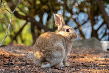 Close-up brown rabbit in sunny day