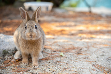 Close-up brown rabbit in sunny day on Okunoshima Island, as known as the " Rabbit Island ". Numerous feral rabbits that roam the island, they are rather tame and will approach humans. Hiroshima, Japan © Shawn.ccf