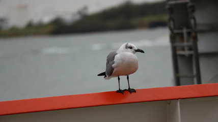 Seagull perched on Galveston Ferry