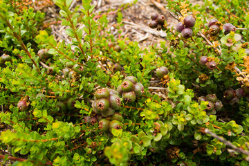 Australian native plant Muntries (Kunzea pomifera) with berries