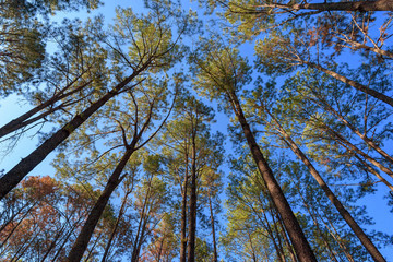Pine forest from low angle with sunny early in the morning