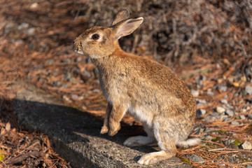 Naklejka na ściany i meble Close-up brown rabbit in sunny day on Okunoshima Island, as known as the 