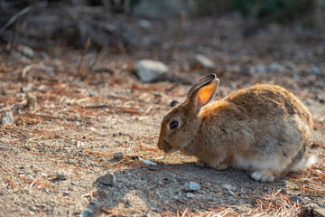 Close-up brown rabbit in sunny day on Okunoshima Island, as known as the 