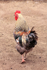 Beautiful Rooster on nature background 