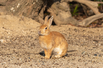 Close-up brown rabbit in sunny day