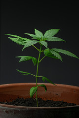 Young Pot Plant - 5