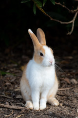 An adorable yellow white rabbit