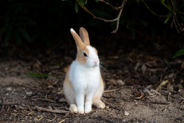 An adorable yellow white rabbit. Okunoshima, as known as the Rabbit Island. Numerous feral rabbits that roam the island, they are rather tame and will approach humans. Hiroshima, Japan.