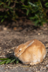 Cute relaxing rabbit on the road under the sunlight. in Okunoshima Island, as known as the 