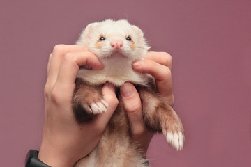 portrait of a lovely fluffy domestic ferret in woman's hands on pink background,  love between human and pet