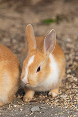 white brown rabbit baby in sunny day on Okunoshima Island, as known as the "Rabbit Island". Numerous feral rabbits that roam the island, they are rather tame and will approach humans. Hiroshima, Japan