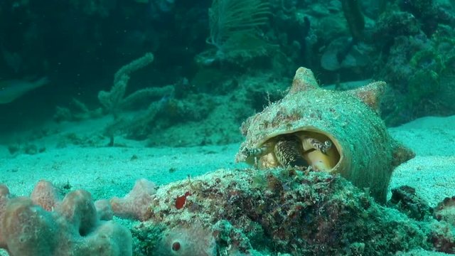 Large Conch Snail makes a move