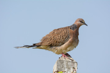 Spotted Dove is common around human habitation and can easily be seen in parks, gardens and agricultural areas.