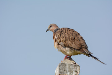 Spotted Dove is common around human habitation and can easily be seen in parks, gardens and agricultural areas.