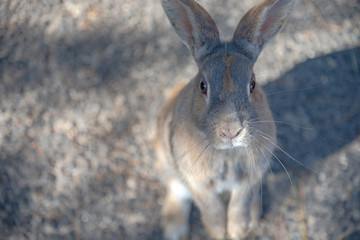 Close-up gray rabbit in sunny day on Okunoshima Island, as known as the 