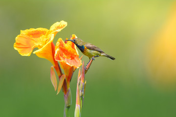 Olive-backed sunbird  enjoy eatting sweet with yellow flower tree.