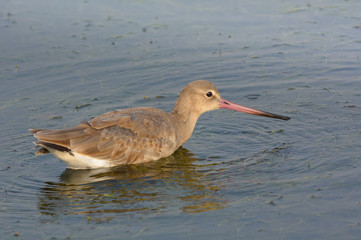 Eastern Black-tailed Godwit; Limosa melanuroides, Lovely bird in Thailand.