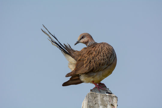 Spotted Dove is common around human habitation and can easily be seen in parks, gardens and agricultural areas.
