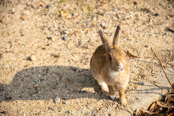Close-up brown rabbit in sunny day on Okunoshima Island, as known as the 