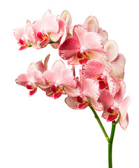 beautiful pink  phalaenopsis orchid flowers, isolated on white background