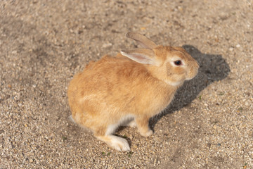 Close-up brown rabbit in sunny day on Okunoshima Island, as known as the 