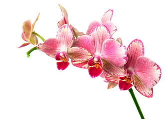 beautiful pink  phalaenopsis orchid flowers, isolated on white background