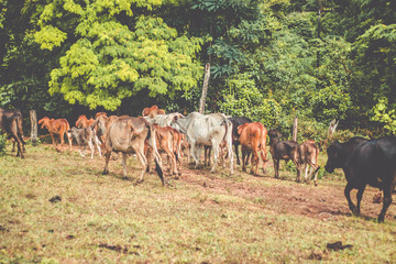 Fototapeta premium A group of cattle being herd through a field in a cattle farm 