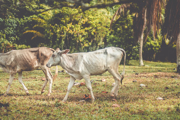 Naklejka premium A group of cattle being herd through a field in a cattle farm 