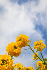 Obraz premium 菜の花