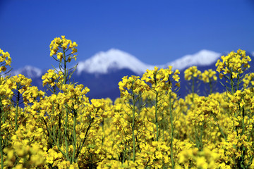 Obraz premium 菜の花