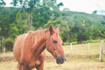 Obraz premium Beautiful Brown Horse on field