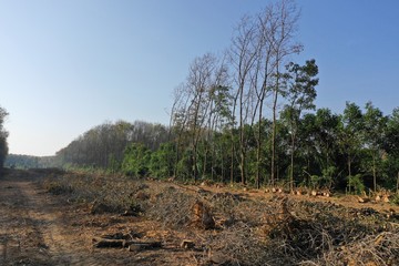 Deforestation  © Richard Carey