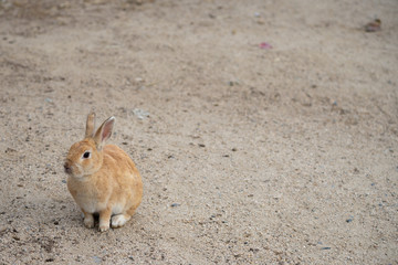 Cute wild rabbits on Okunoshima Island in sunny weaher, as known as the 