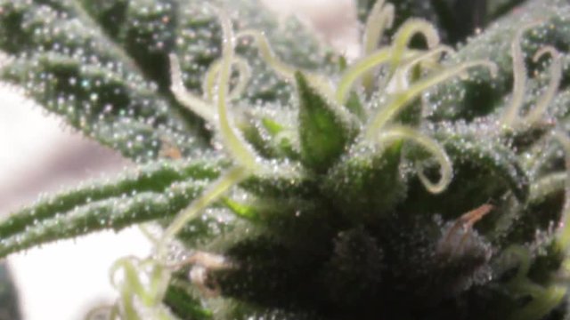 Closing in on a female marijuana flowered apical bud with leafs full of pistils and glassy thricomes on black background