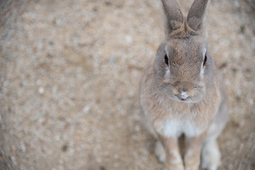 Close-up gray rabbit in sunny day on Okunoshima Island, as known as the 