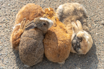 Naklejka premium Group of wild rabbits keep warm together on the road in Okunoshima Island, as known as the 