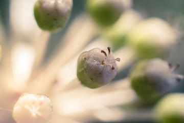 Fotografía macro/aproximación flor o planta 