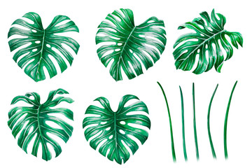 Fototapeta na wymiar Set of Green monstera tropical leaves watercolor illustration, isolated on white background