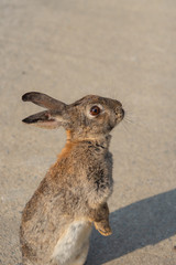 Cute wild rabbits on Okunoshima Island in sunny weaher, as known as the 