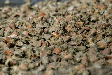 barcos de Salinas de Margarida