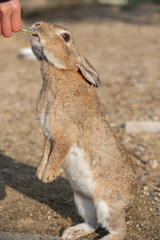 Feeding wild rabbits in winter sunny day on Okunoshima, as known as the 